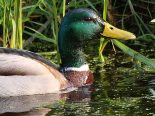 Wild Duck close up