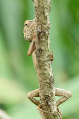 a oriental garden lizard in nature