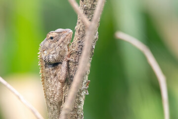 a oriental garden lizard in nature