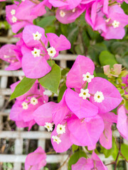 Blooming flower near to the Nilometer, Cairo