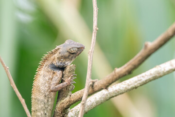a oriental garden lizard in nature