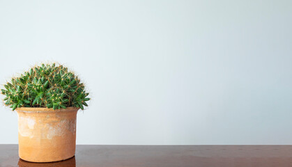 Potted cactus or succulent houseplant on wooden table over white wall background with copyspace put for text or logo.,horizontal image of indoor plant.