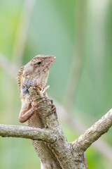 a oriental garden lizard in nature