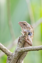 a oriental garden lizard in nature