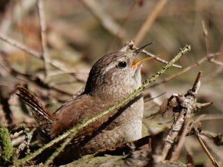 Wren enjoying a sun-bath