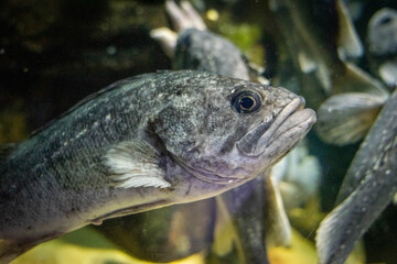 カメラ目線の魚