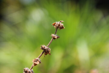 dried basil leaves