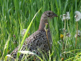 Pheasant hen in grass eating dandelion seeds