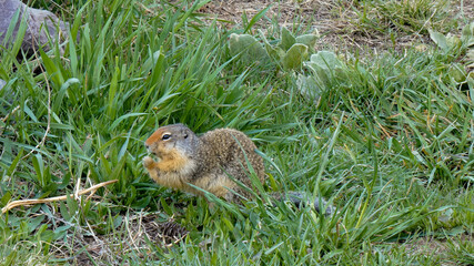 Squirrel Holding Grass Blade 