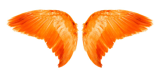 Orange Angel wings an isolated on white background