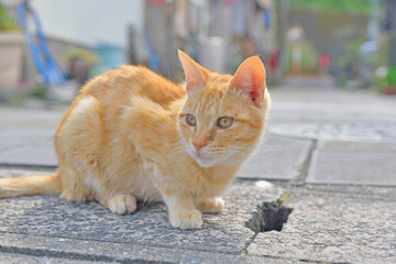 天草の野良猫