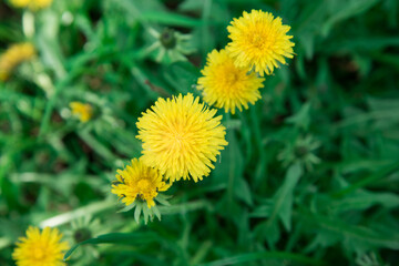 Top view. Yellow dandelion flowers on a green background. Background, texture