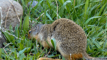 Ground Squirrel Close Up Mottled Fur Coat