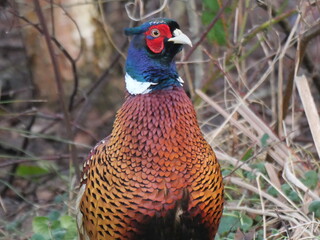 Pheasant in winter bringing colour to the world