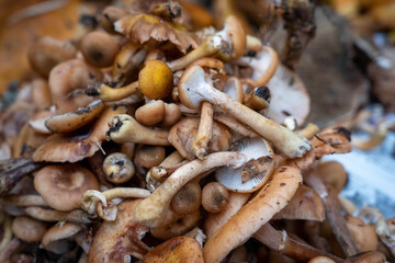 キノコ（ナラタケ）