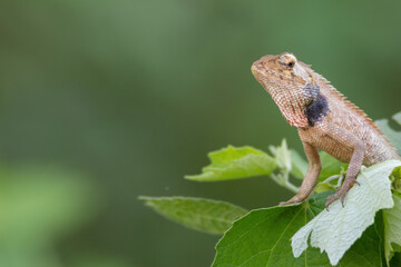 a oriental garden lizard in nature