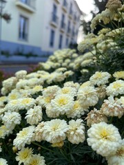 flowers in the garden