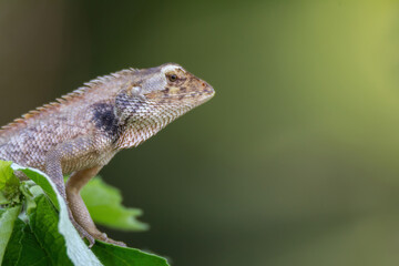 a oriental garden lizard in nature