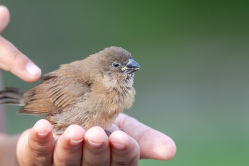Scaly-breasted Munia (Spotted Munia) Attractive small songbird of grasslands, gardens, fields, and agricultural areas