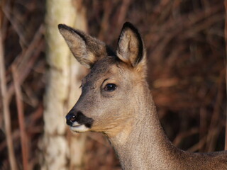 Roe deer in winter sunlight close and fierce