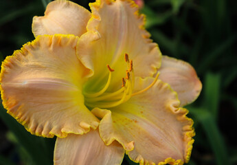 Fototapeta na wymiar Orange daylily in bloom. Blooms typically last for just 1 day.