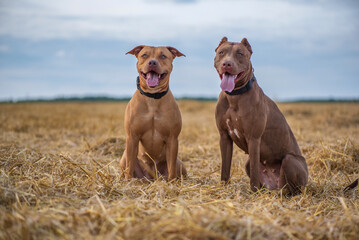 Two young beautiful female American Pit Bull Terrier outdoors.