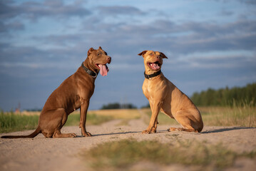 Two young beautiful female American Pit Bull Terrier outdoors.