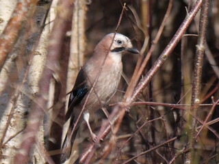 Jay. Fierce, colourfull yet soft eyes. Vlaamse Gaai in winterstruweel. Prachtige zachte ogen.