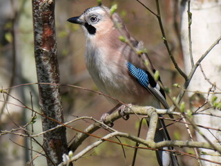 Jay. Fierce, colourfull yet soft eyes