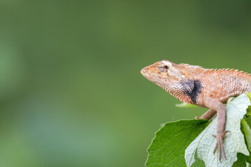 a oriental garden lizard in nature