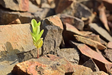 Green sprout on the stones. Close-up of the plant.