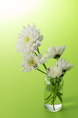 白菊と緑の背景