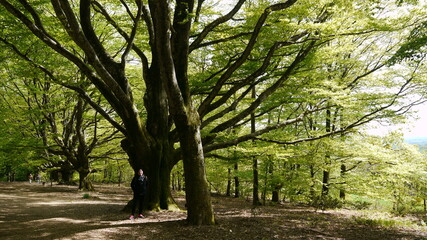 Fototapeta premium forêt verdoyante dans le Limousin (France)