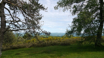 forêt verdoyante dans le Limousin (France)