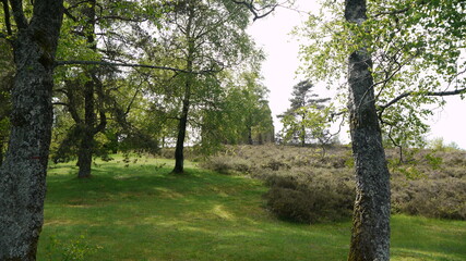 Fototapeta premium forêt verdoyante dans le Limousin (France)