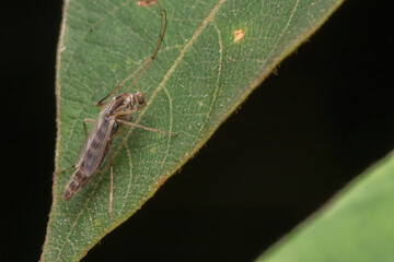 mosquito standing on green leaf