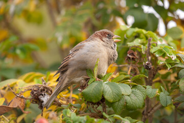 portrait of a singing sparrow