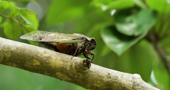 Video of cicadas singing for courtship.The variety is called "Kumazemi".
The sound was recorded with a gun microphone.