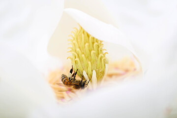 Closeup of Bee collecting pollen from magnolia flower