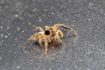 common jumping spider in nature