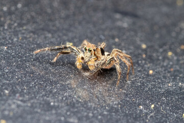 common jumping spider in nature