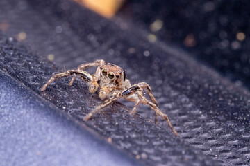 common jumping spider in nature
