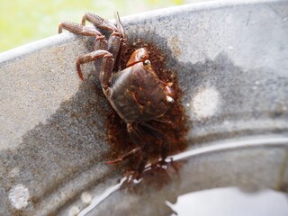 バケツの縁に上ろうとしてる沢蟹