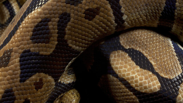Photo of royal ball python on background