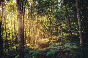 Göttliche Sonnenstrahlen Mitten im Wald. Mitten im Wald in saftig grünen Wiesen und Wälden bei strahlendem Sonnenschein auf einer Lichtung im Sommer. Menschenleere Waldklima Atmosphäre in Polen - obrazy, fototapety, plakaty