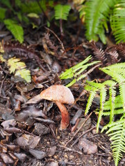 森の中に生えているキノコ