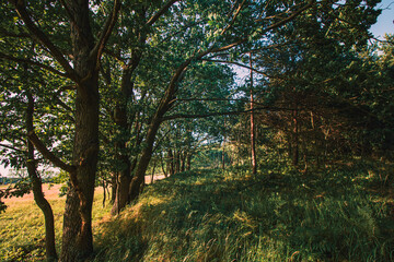 Mitten im Wald in saftig grünen Wiesen und Wälden bei strahlendem Sonnenschein auf einer Lichtung...