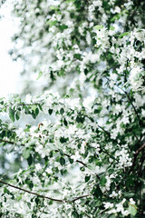 leaves on a tree