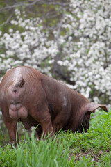 piglet with dark brown hair and curled pig tail in a cage eating grass on a pig pork farm
