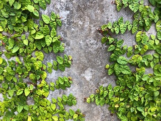 Ivy wall